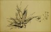 1927 - Piante di agave a Procida